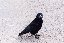 A crow or daw at the Ferry from Tarbert to Killimer. A crow or daw at the Ferry from Tarbert to Killimer.